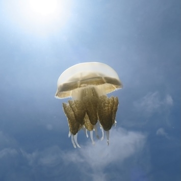 202602_Maratua
