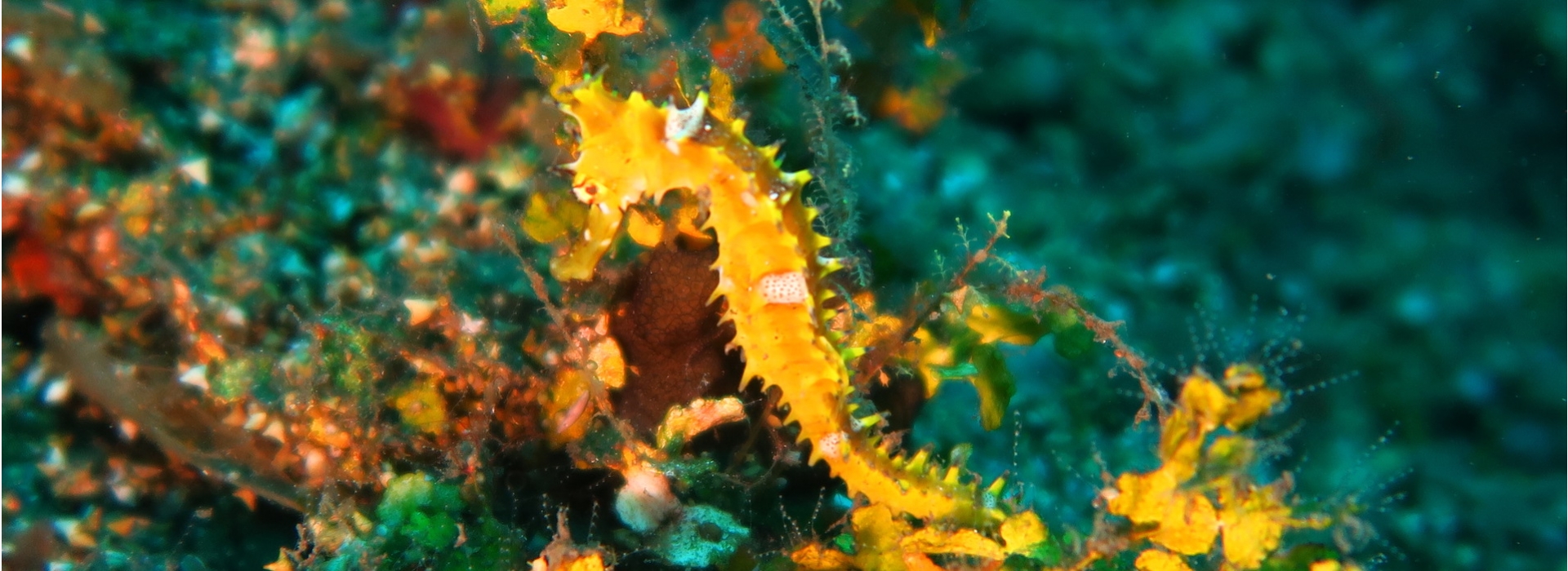 yellow_seahorse